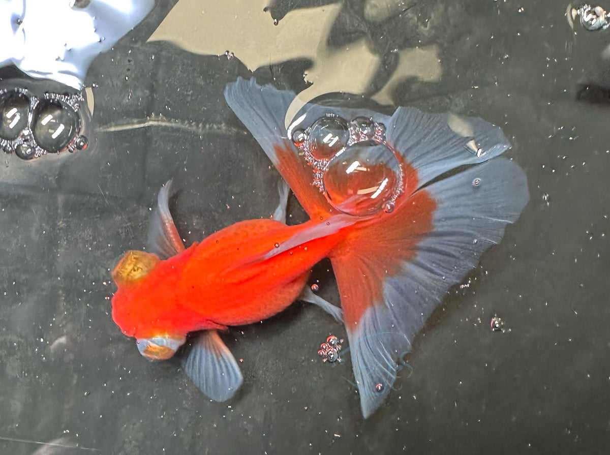 Orange White Butterfly Telescope Goldfish