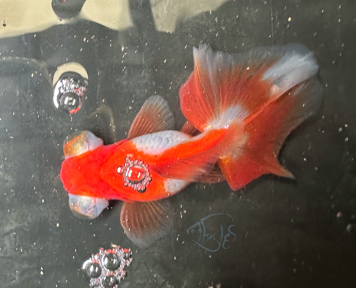 Orange White Butterfly Telescope Goldfish