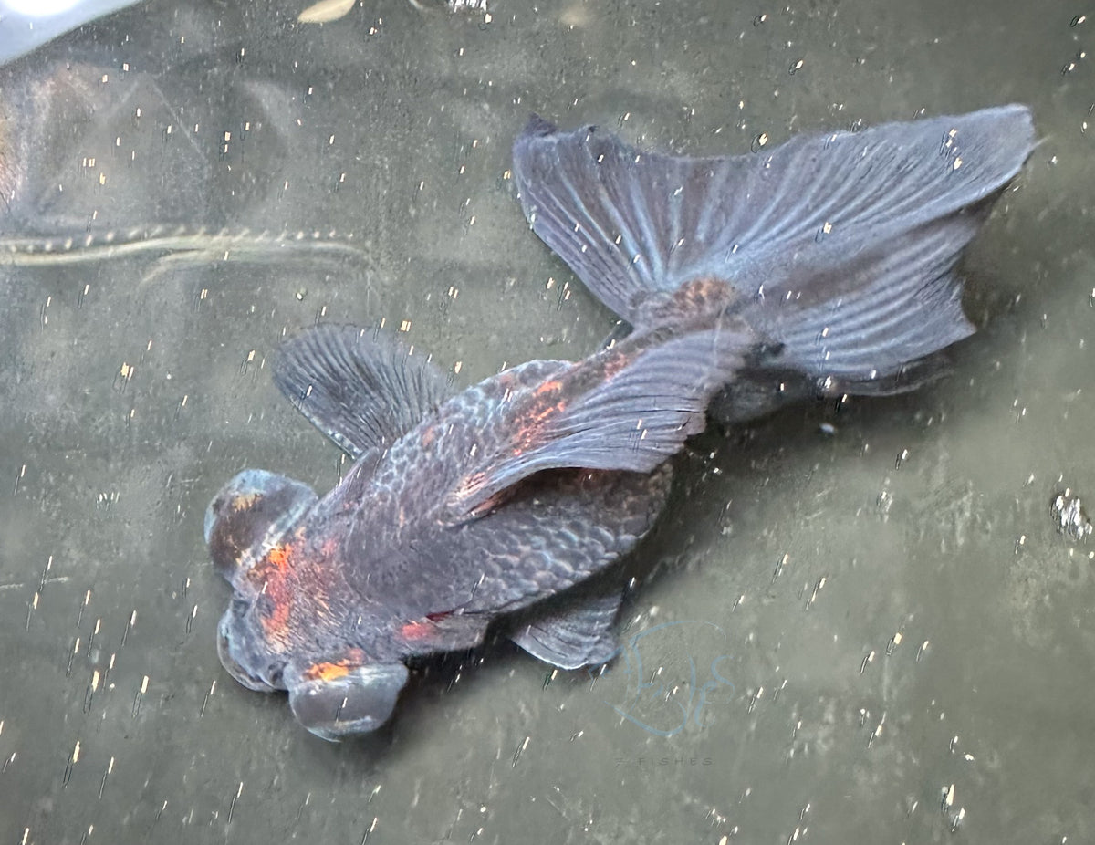 Black Calico Butterfly Telescope Goldfish