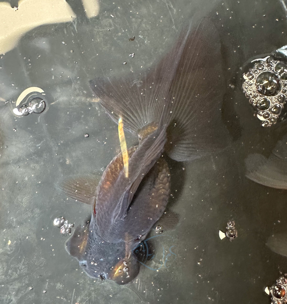 Black Butterfly Telescope Goldfish