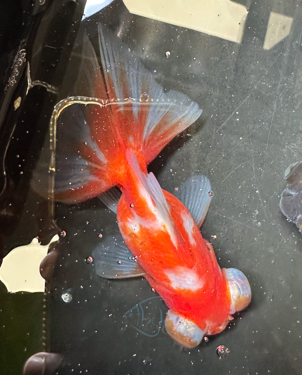 Orange White Butterfly Telescope Goldfish