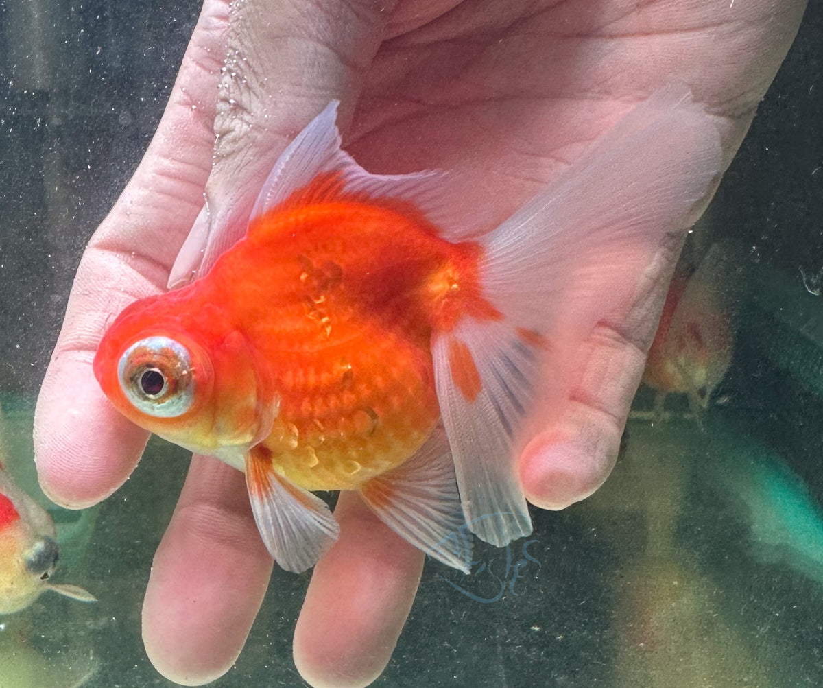 Orange Dragon Eye Pearlscale Ping Pong Goldfish
