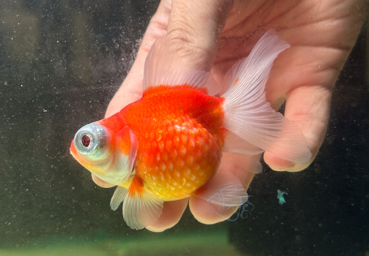 Orange Dragon Eye Pearlscale Ping Pong Goldfish