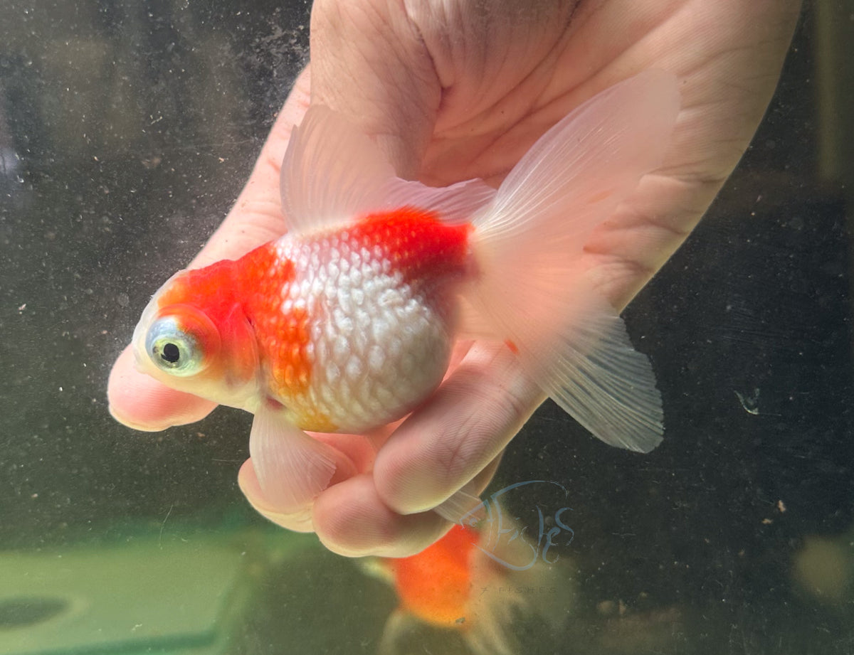 Sakura Dragon Eye Pearlscale Ping Pong Goldfish