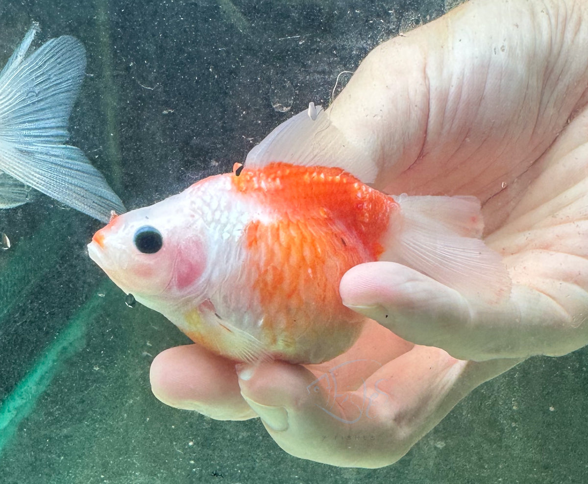 Sakura Pearlscale Ping Pong Goldfish