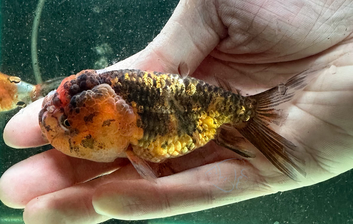 Calico Cat Lionhead Ranchu Goldfish