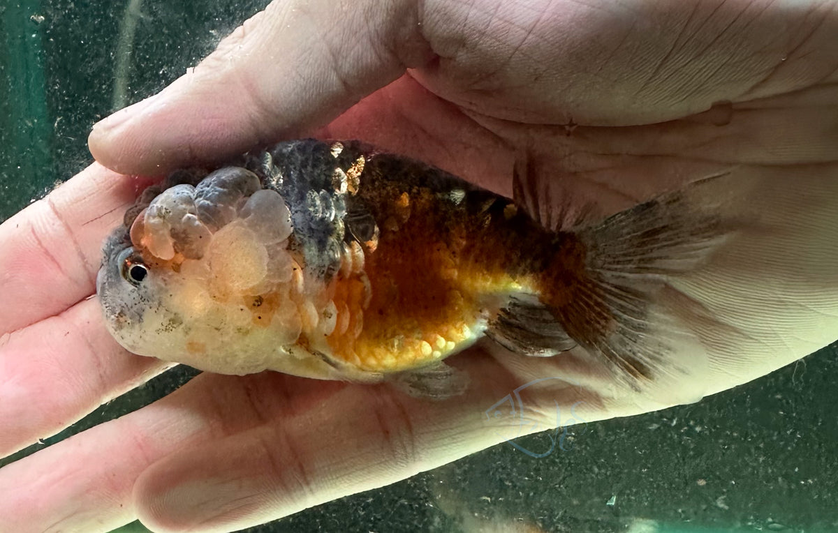 Calico Cat Lionhead Ranchu Goldfish