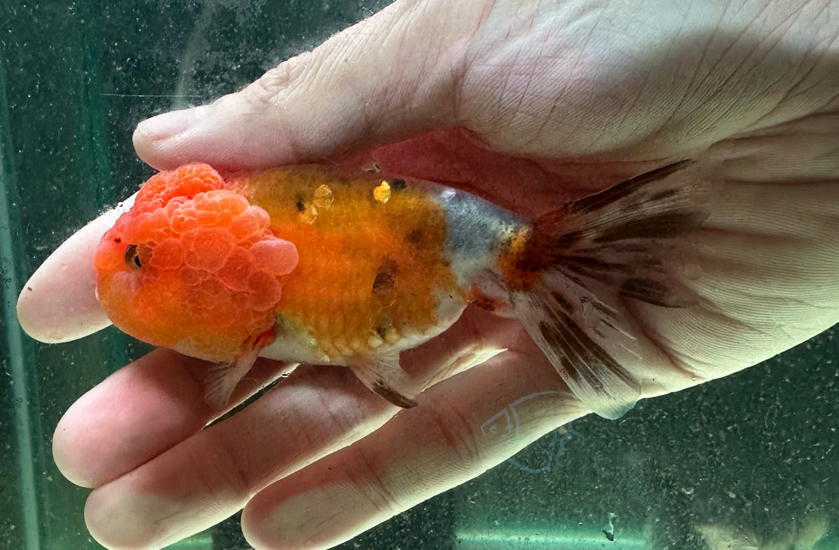 Calico Cat Lionhead Ranchu Goldfish