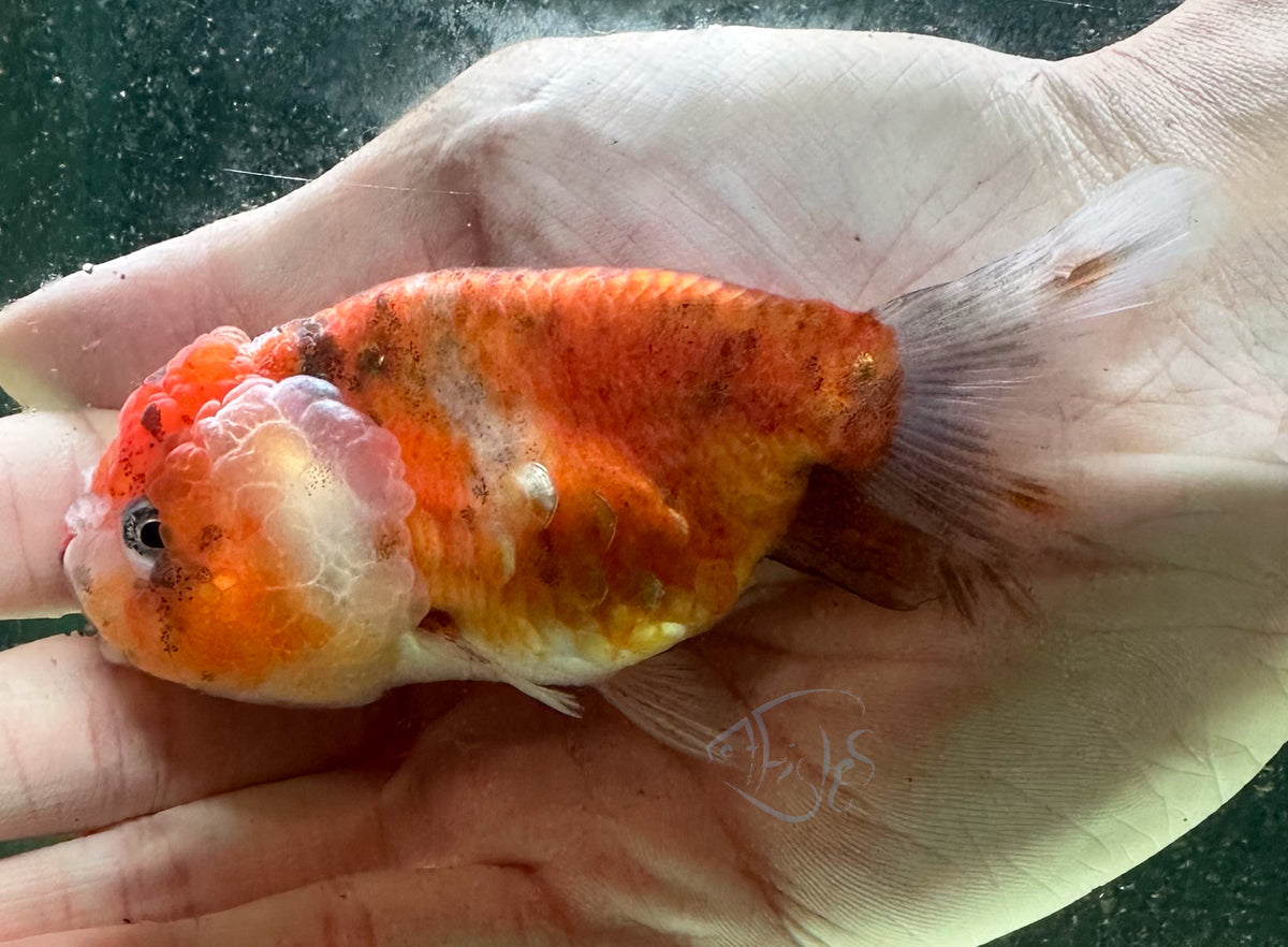 Calico Cat Lionhead Ranchu Goldfish