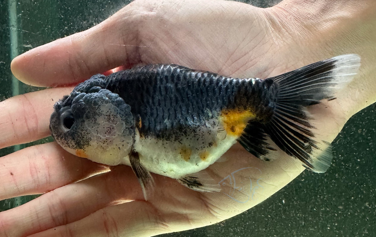 Kirin Cat Lionhead Ranchu Goldfish