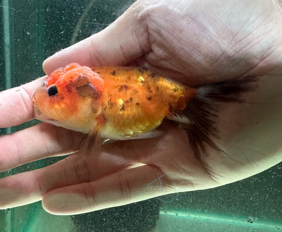 Calico Cat Lionhead Ranchu Goldfish