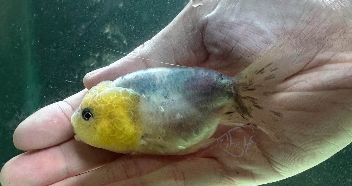 Ink Spot Cat Lionhead Ranchu Goldfish