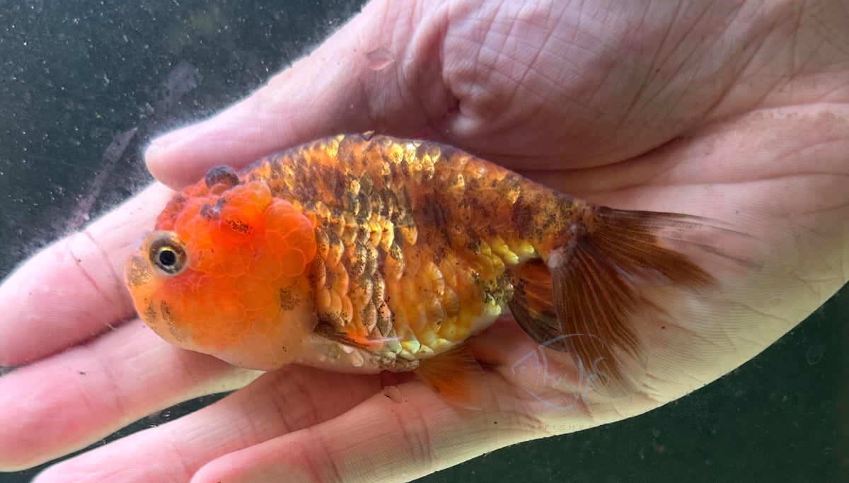 Calico Cat Lionhead Ranchu Goldfish