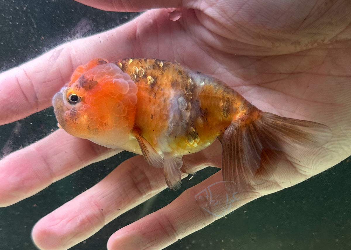 Calico Cat Lionhead Ranchu Goldfish