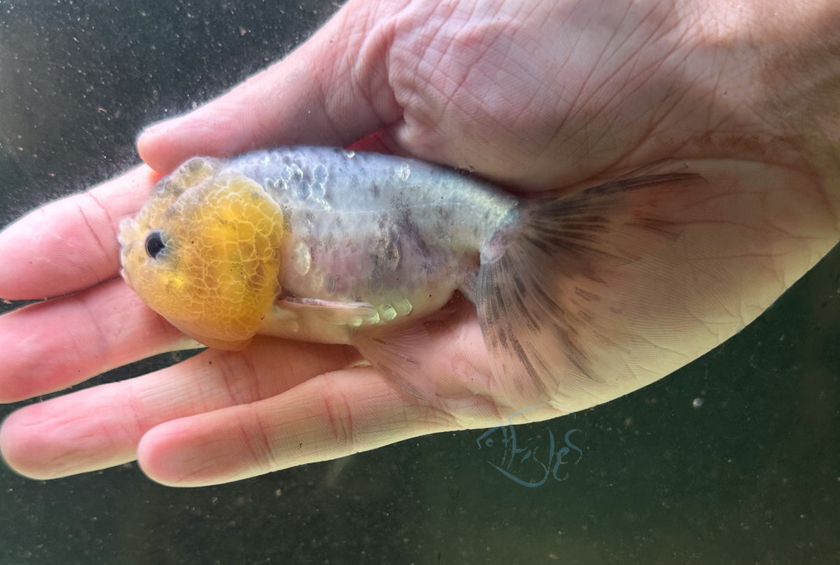 Ink Spot Cat Lionhead Ranchu Goldfish