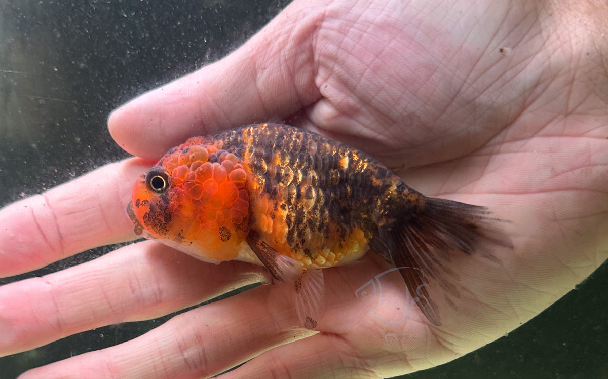 Calico Cat Lionhead Ranchu Goldfish