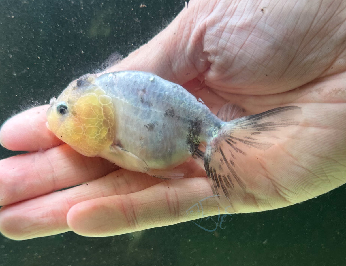 Ink Spot Cat Lionhead Ranchu Goldfish