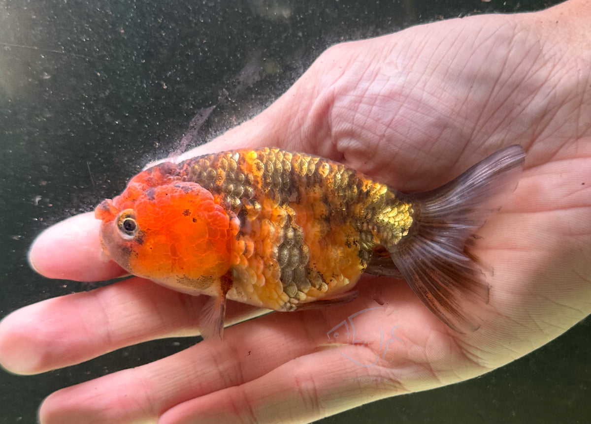 Calico Cat Lionhead Ranchu Goldfish