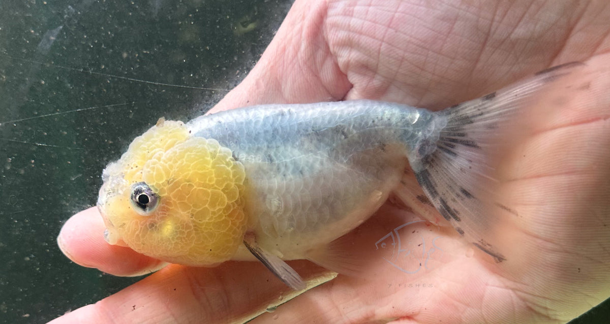 Ink Spot Cat Lionhead Ranchu Goldfish