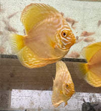 Load image into Gallery viewer, Albino Yellow Millenium Discus 8cm
