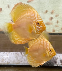 Load image into Gallery viewer, Albino Yellow Millenium Discus 8cm
