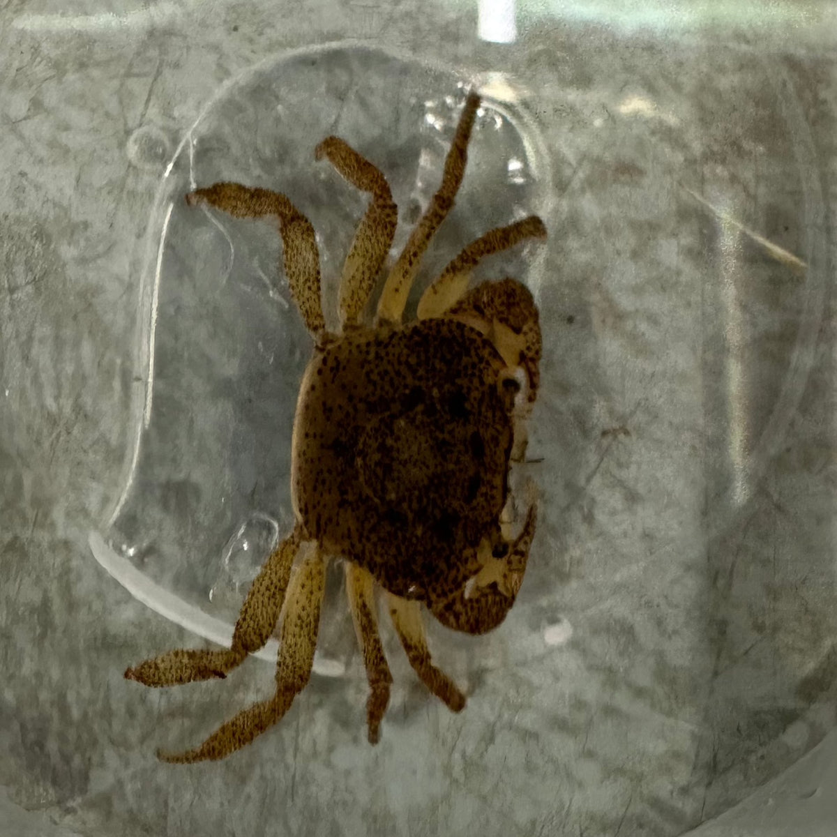 Darwin Freshwater Crab