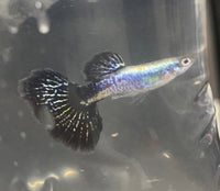 Load image into Gallery viewer, Blue Queen Guppy Male - Seven Fishes
