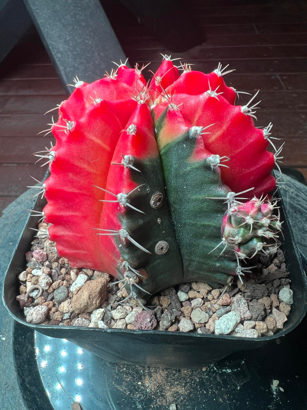 Gymnocalycium cactus