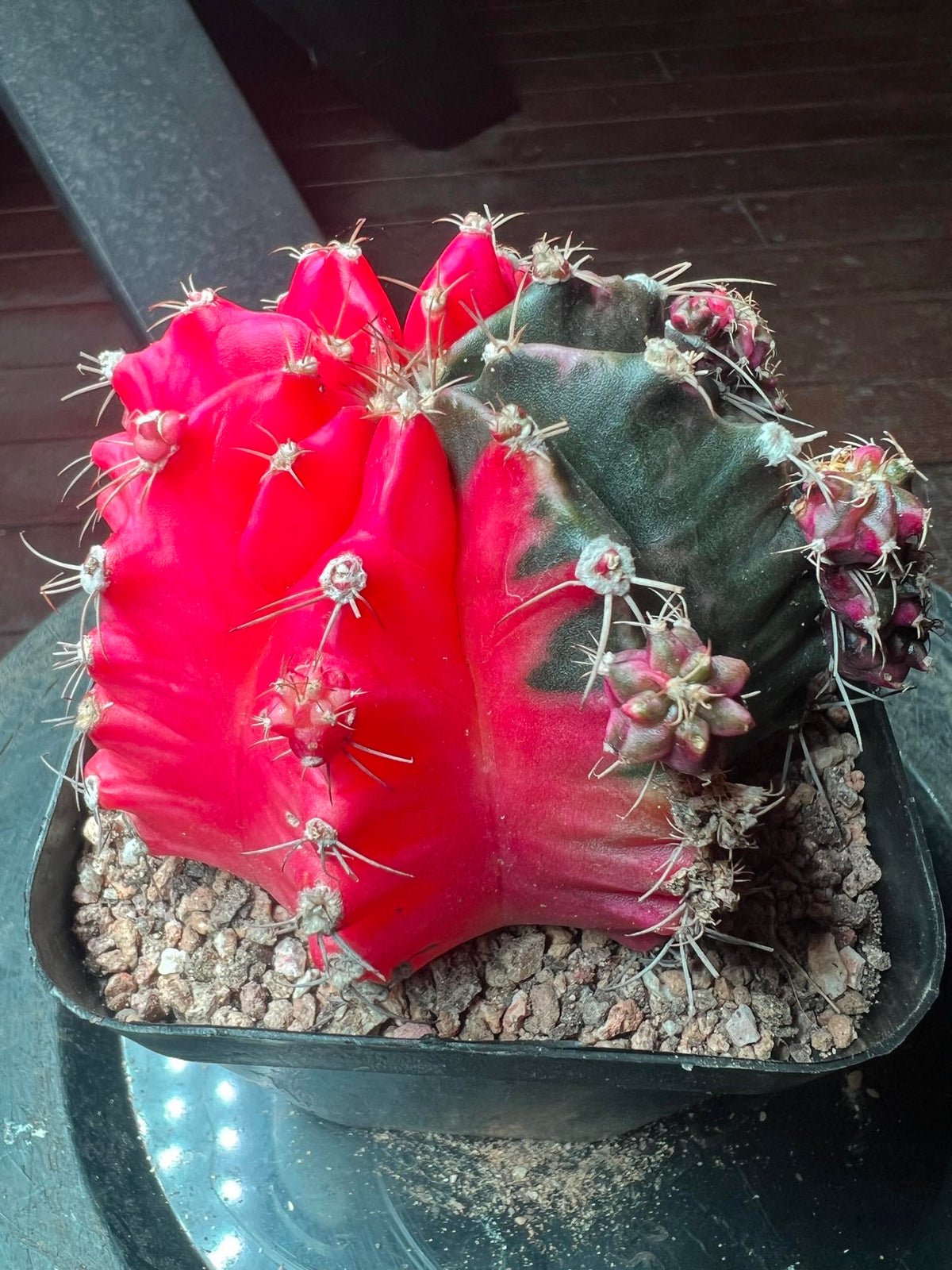 Gymnocalycium cactus