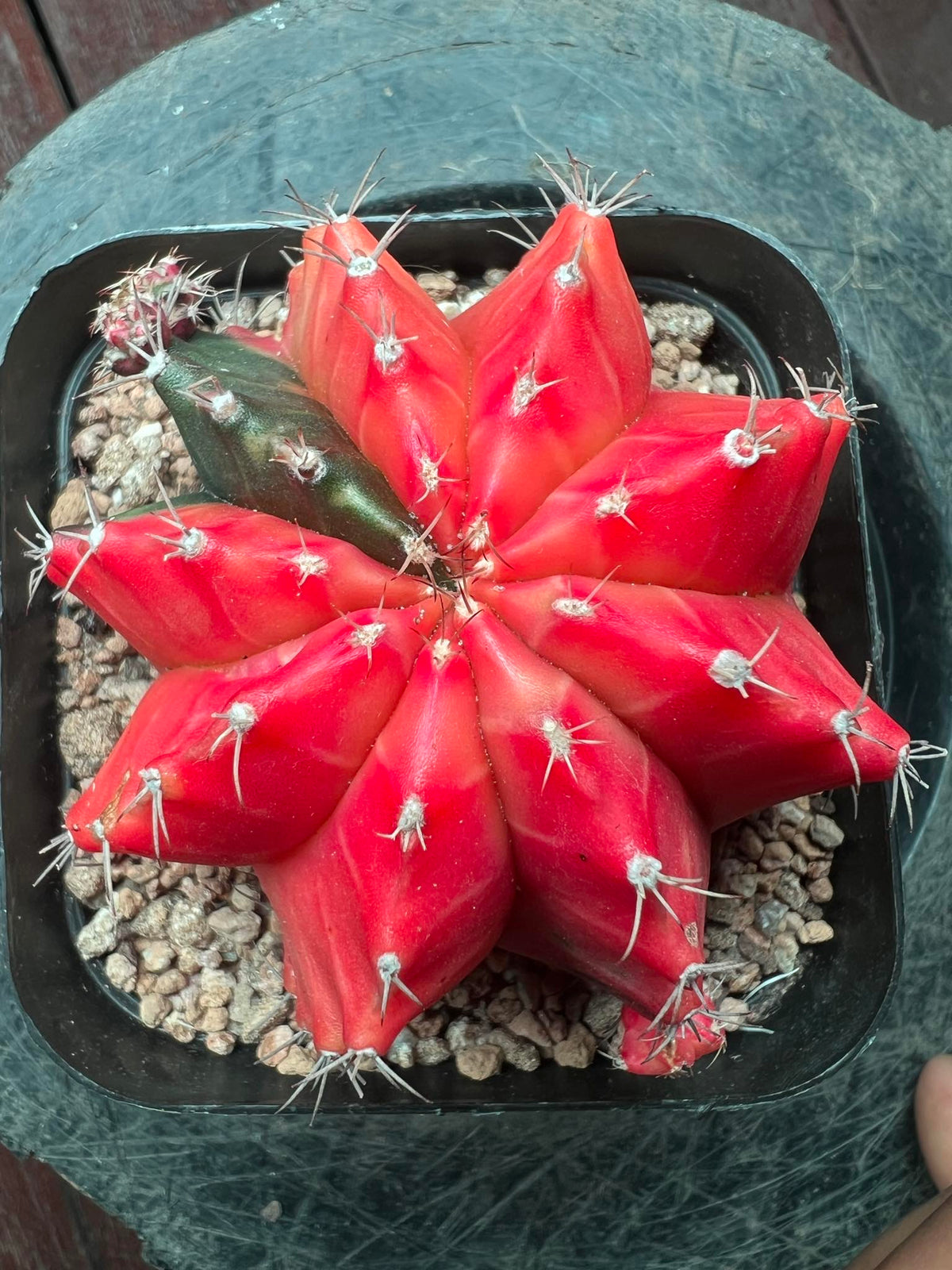 Gymnocalycium cactus