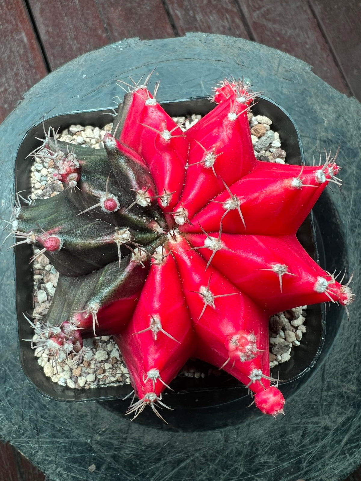 Gymnocalycium cactus