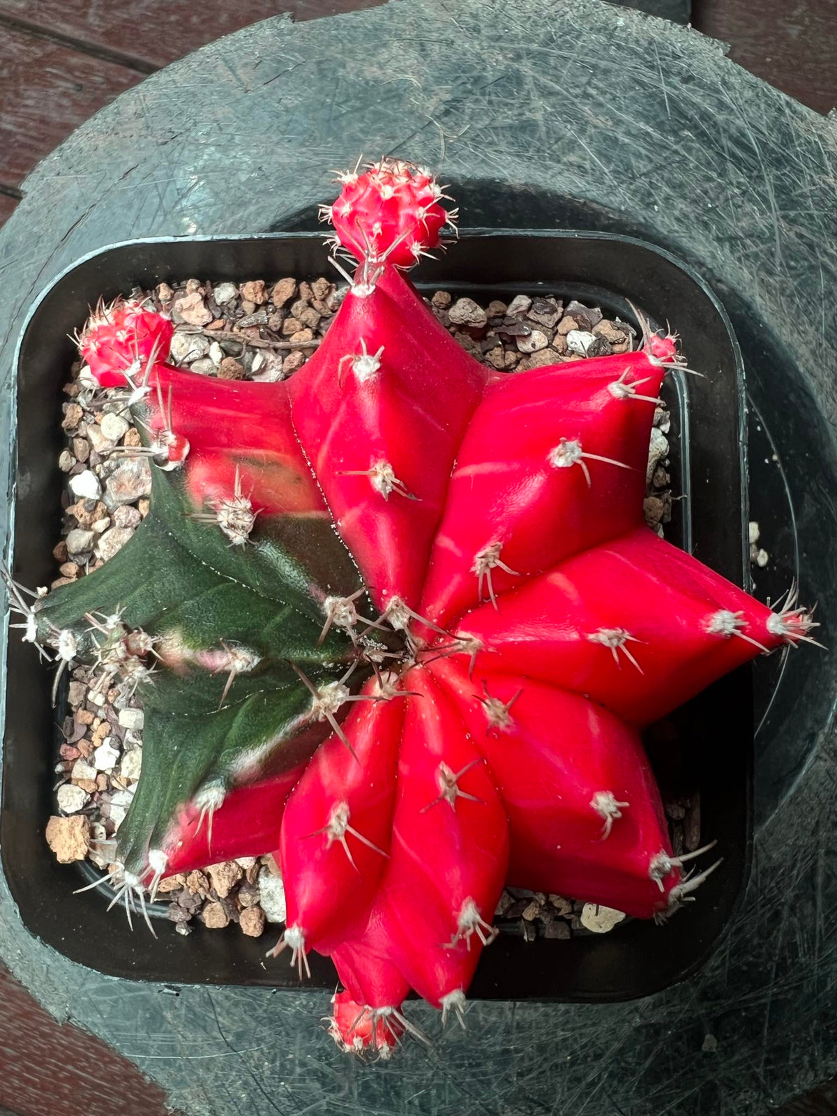 Gymnocalycium cactus