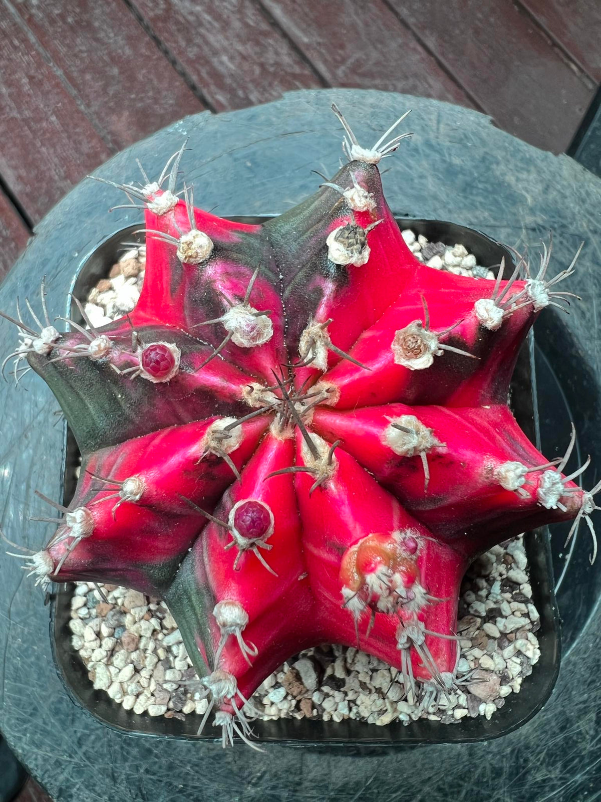 Gymnocalycium cactus