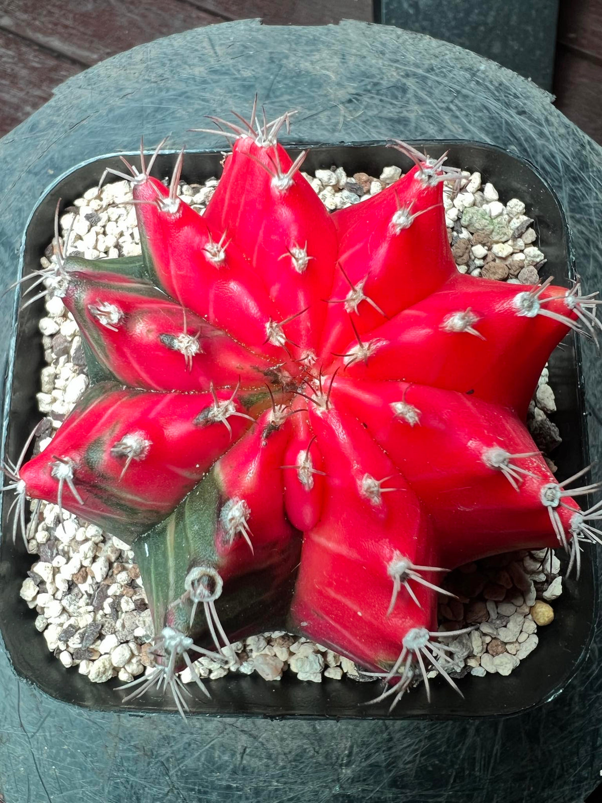 Gymnocalycium cactus