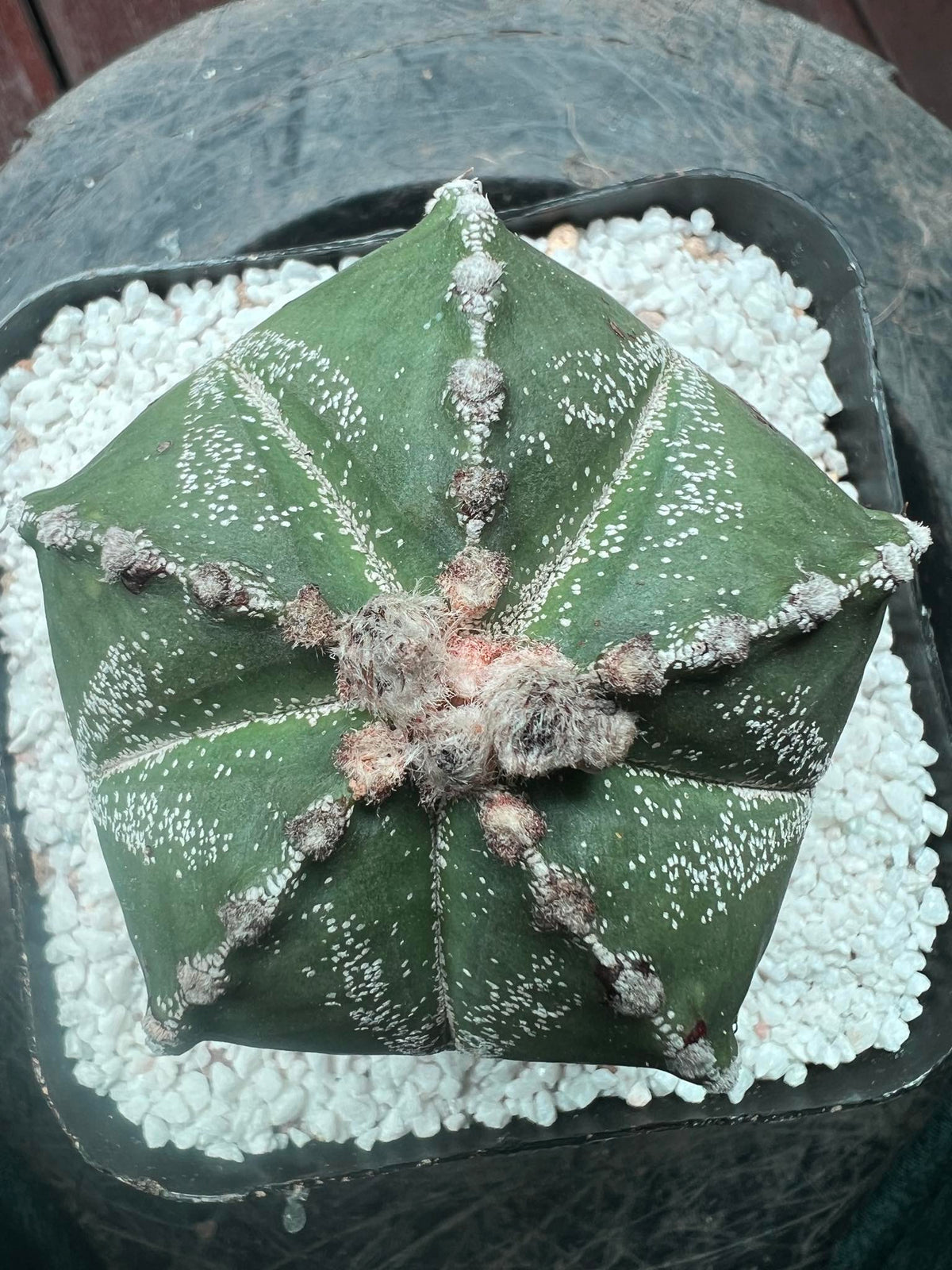 Astrophytum Asterias