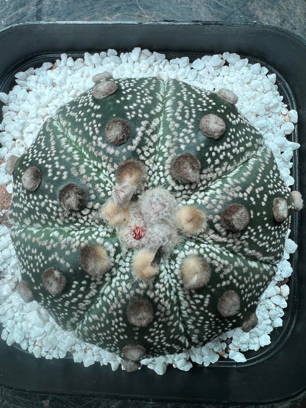 Astrophytum Asterias