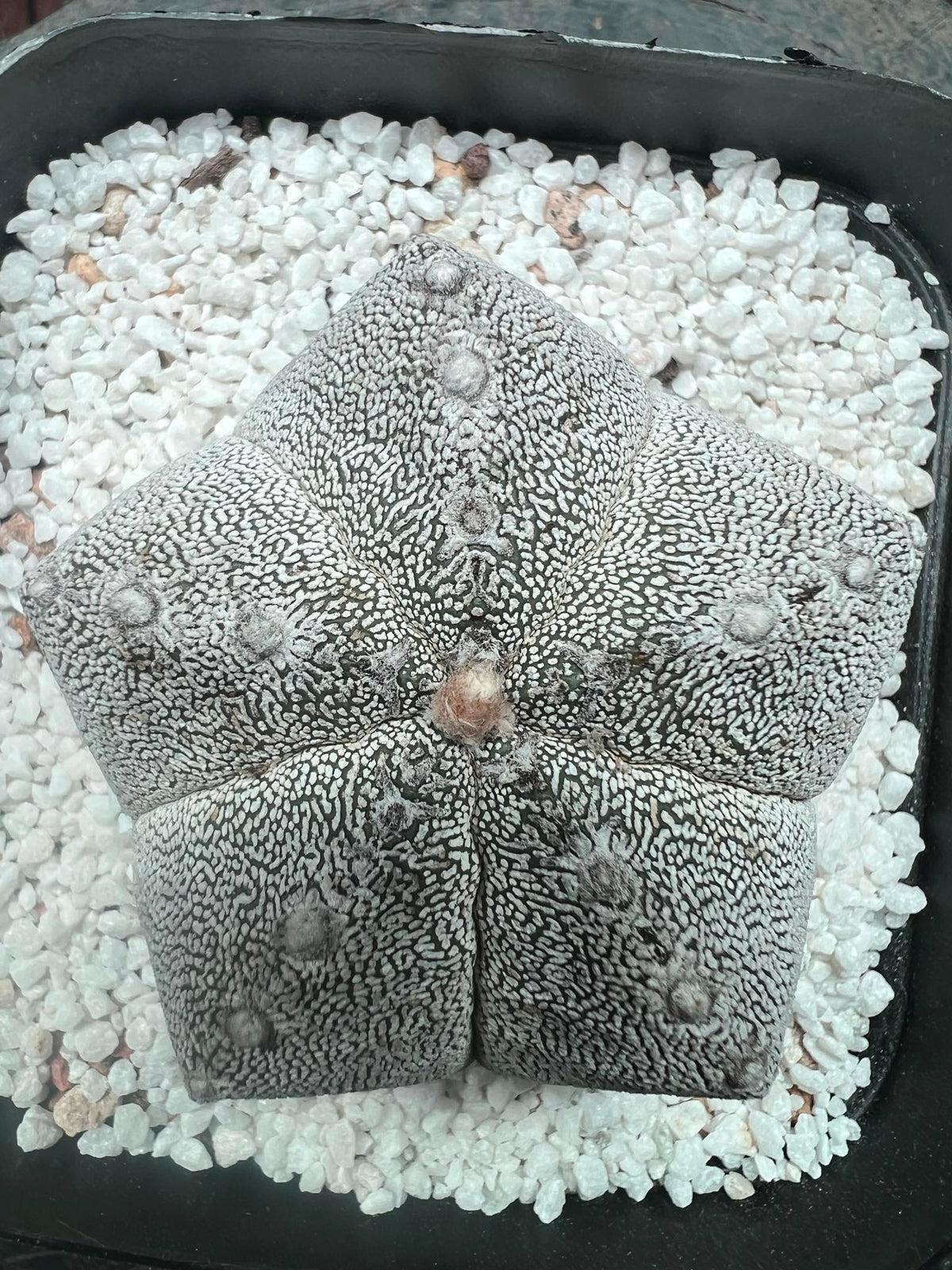 Astrophytum Asterias