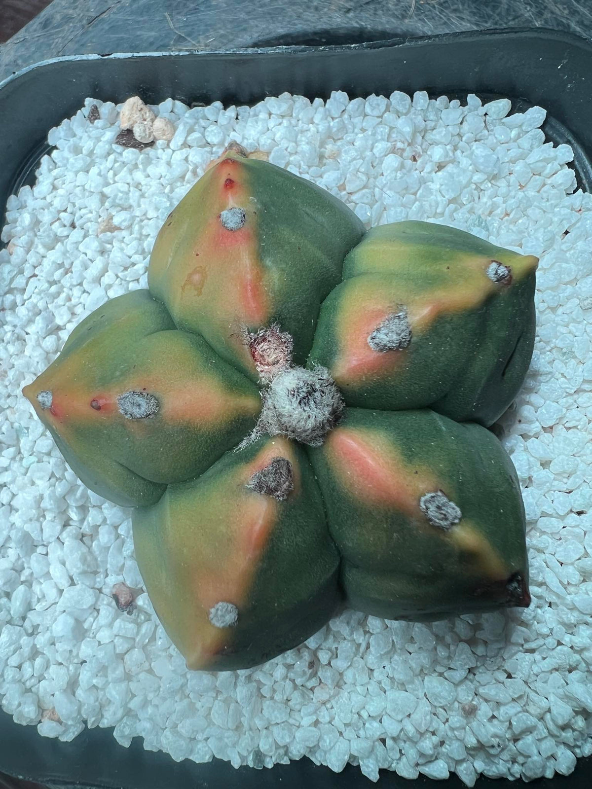 Astrophytum Asterias