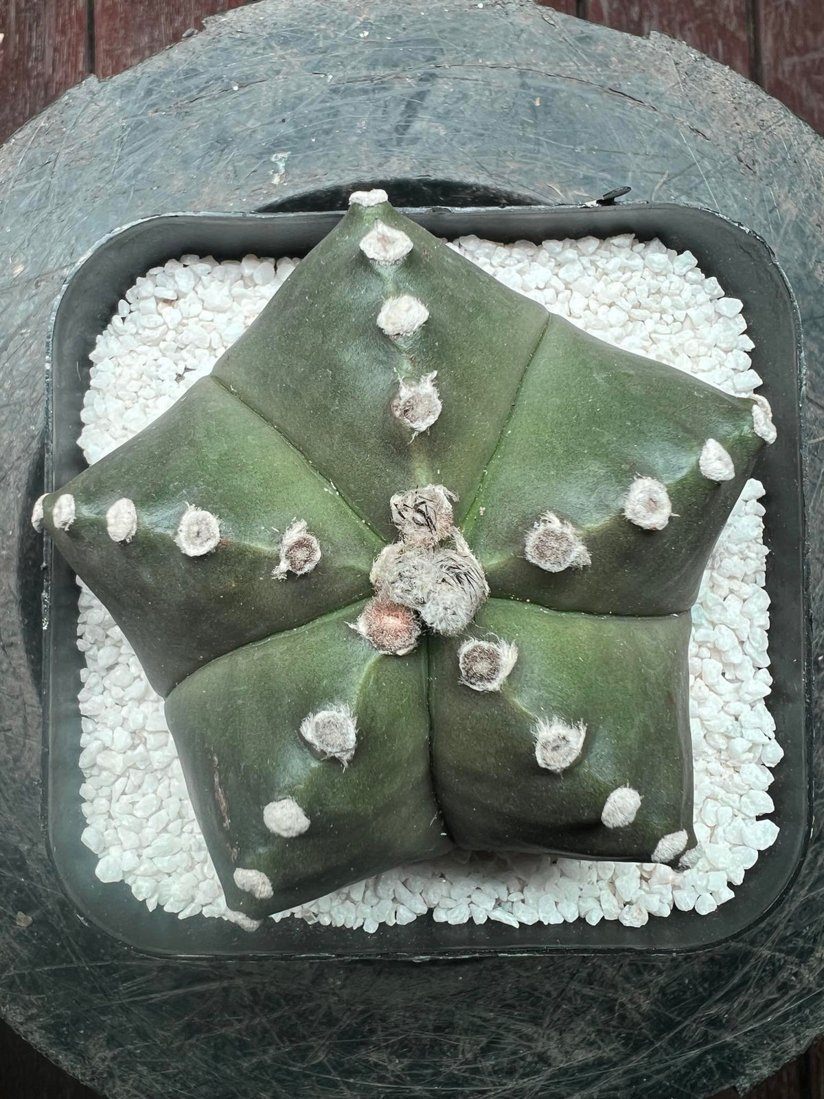 Astrophytum Asterias