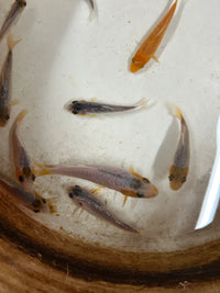Load image into Gallery viewer, Asagi Juvenile Koi 4-6cm
