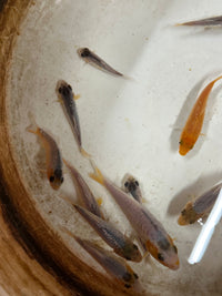 Load image into Gallery viewer, Asagi Juvenile Koi 4-6cm
