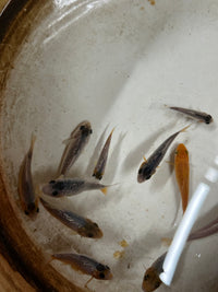 Load image into Gallery viewer, Asagi Juvenile Koi 4-6cm
