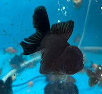 Load image into Gallery viewer, Assorted Black Oranda
