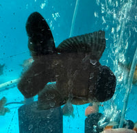 Load image into Gallery viewer, Assorted Black Oranda
