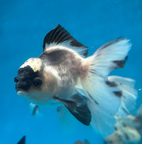 Load image into Gallery viewer, Panda Oranda 8-9cm

