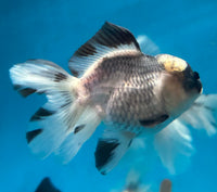 Load image into Gallery viewer, Panda Oranda 8-9cm
