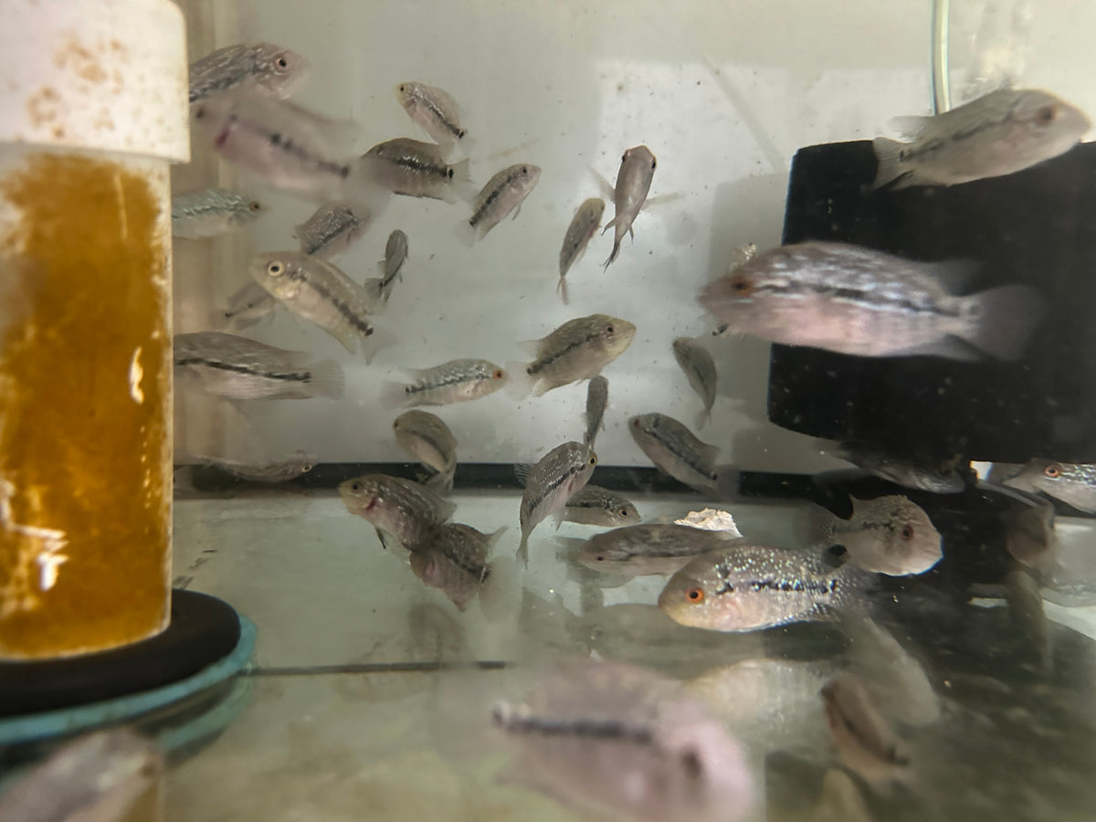 Super Red Dragon Flowerhorn Juveniles