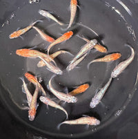 Load image into Gallery viewer, Dense Scale Tri-Colour  Medaka密鳞三色(Release Date: 20 Feb 2025)
