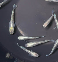 Load image into Gallery viewer, Universe Medaka 宇宙 (Release Date: 20 Feb 2025)
