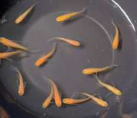 Load image into Gallery viewer, Red Empress Medaka 红帝真长鳍 (Release Date: 20 Feb 2025)
